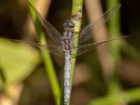 Orthetrum coerulescens male Björkadammen, Bunkeflostrand, Malmö, Skåne, Sweden 20220818_0014