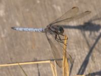 Orthetrum coerulescens male Björkadammen, Bunkeflostrand, Malmö, Skåne, Sweden 20220818_0024