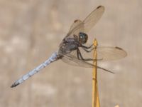 Orthetrum coerulescens male Björkadammen, Bunkeflostrand, Malmö, Skåne, Sweden 20220818_0026