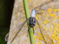 Orthetrum coerulescens male Björkadammen, Malmö, Skåne, Sweden 20150801_0066