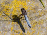 Orthetrum coerulescens male Björkadammen, Malmö, Skåne, Sweden 20150801_0073