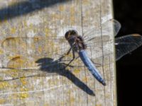 Orthetrum coerulescens male Björkadammen, Malmö, Skåne, Sweden 20150801_0075