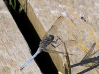 Orthetrum coerulescens male Björkadammen, Malmö, Skåne, Sweden 20150801_0135