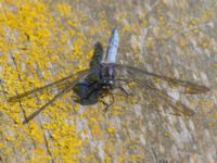 Orthetrum coerulescens male Björkadammen, Malmö, Skåne, Sweden 20150804_0111