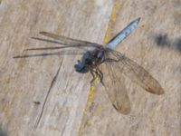 Orthetrum coerulescens male Björkadammen, Malmö, Skåne, Sweden 20150804_0180