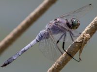 Orthetrum coerulescens male Laloumas reservoir, Crete, Greece 20130710B 141