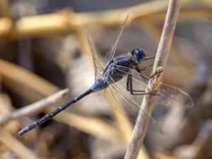 Orthetrum trinacria - Long Skimmer - Långsträckt sjötrollslända