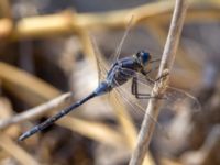 Orthetrum trinacria Vendicari, Sicily, Italy 20110804B 335