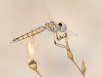 Selysiothemis nigra Birecik Ibis centre, Turkey 20120628C 242