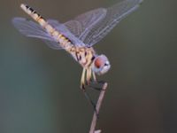 Selysiothemis nigra female Akgöl, Turkey 20120627B 012