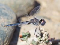 Selysiothemis nigra male Birecik gravel pits, Turkey 20120628B 240