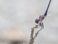 Selysiothemis nigra male Laloumas reservoir, Crete, Greece 20130710B 025