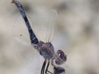 Selysiothemis nigra male Laloumas reservoir, Crete, Greece 20130710B 101