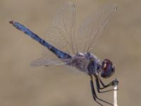 Selysiothemis nigra male Laloumas reservoir, Crete, Greece 20130710B 173