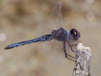 Selysiothemis nigra male Laloumas reservoir, Crete, Greece 20130710B 231