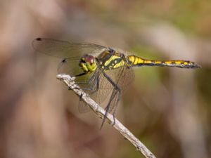 Sympetrum danae - Black Darter - Svart ängstrollslända