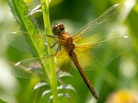 Sympetrum flaveolum Lilla kalkbrottet, Klagshamns udde, Malmö, Skåne, Sweden 20130620-6