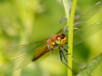 Sympetrum flaveolum Lilla kalkbrottet, Klagshamns udde, Malmö, Skåne, Sweden 20130620-7