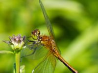 Sympetrum flaveolum Lilla kalkbrottet, Klagshamns udde, Malmö, Skåne, Sweden 20130620B-16