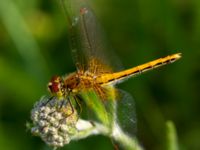 Sympetrum flaveolum female Ribersborg, Malmö, Skåne, Sweden 20100711B 021