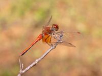 Sympetrum flaveolum male Lindreservatet, Böda, Mörbylånga, Öland, Sweden 20180809_0151