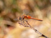 Sympetrum flaveolum male Lindreservatet, Böda, Mörbylånga, Öland, Sweden 20180809_0153