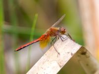 Sympetrum flaveolum male Svarta hål, Revingefältet, Lund, Skåne, Sweden 20100807B 089