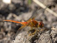 Sympetrum flaveolum male Svarta hål, Revingefältet, Lund, Skåne, Sweden 20120814B 121