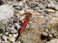 Sympetrum fonscolombii Nemrut Dagi, Turkey 20120704 407