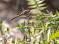 Sympetrum fonscolombii female Botanical garden, Yalta, Crimea, Russia 20150916_0094