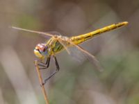 Sympetrum fonscolombii female Portals Vells, Mallorca, Spain 20121001B 025