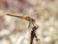 Sympetrum fonscolombii female Portals Vells, Mallorca, Spain 20121001C 022