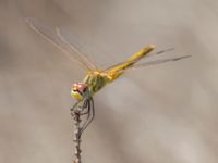 Sympetrum fonscolombii female Portals Vells, Mallorca, Spain 20121001C 026