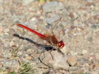 Sympetrum fonscolombii male Nybrofältet, Ystad, Skåne, Sweden 20190623_0024