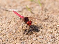 Sympetrum fonscolombii male Vombs östra vattenverksdammar, Lund, Skåne, Sweden 20130617C-84