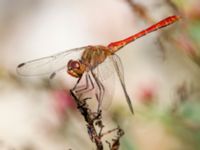 Sympetrum meridionale ad male Olinovki, Crimea, Russia 20150911B_0541