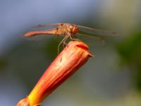 Sympetrum meridionale ad male Olinovki, Crimea, Russia 20150911_0555