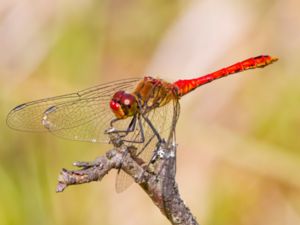 Sympetrum sanguineum - Ruddy Darter - Blodröd ängstrollslända