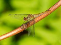 Sympetrum sanguineum Almåsa, Malmö, Skåne, Sweden 20190831_0086