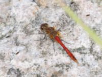 Sympetrum sanguineum ad male Lilla kalkbrottet, Klagshamns udde, Malmö, Skåne, Sweden 20240723_0340