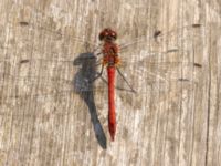 Sympetrum sanguineum male Björkadammen, Bunkeflostrand, Malmö, Skåne, Sweden 20220818_0002