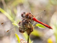 Sympetrum sanguineum male Karmindammen, Trelleborg, Skåne, Sweden 20240730_0003