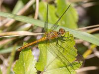 Sympetrum sanguineum teneral Vårsångens odlingsområde, Malmö, Skåne, Sweden 20240703_0025