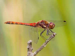 Sympetrum striolatum - Common Darter - Större ängstrollslända