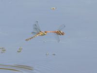 Sympetrum striolatum Östra dammen, Fuktängen, Klagshamns udde, Malmö, Skåne, Sweden 20240723_0523