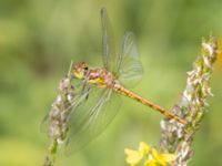 Sympetrum striolatum Lilla kalkbrottet, Klagshamns udde, Malmö, Skåne, Sweden 20240723_0356