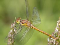 Sympetrum striolatum Lilla kalkbrottet, Klagshamns udde, Malmö, Skåne, Sweden 20240723_0360