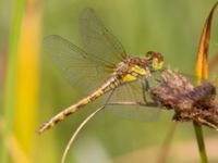 Sympetrum striolatum Lilla kalklbrottet, Klagshamns udde, Malmö, Skåne, Sweden 20240729_0005