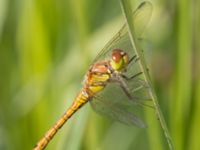 Sympetrum striolatum Lilla kalklbrottet, Klagshamns udde, Malmö, Skåne, Sweden 20240729_0008