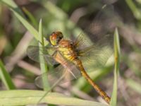 Sympetrum striolatum Vombs östra vattenverksdammar, Lund, Skåne, Sweden 20240801_0133